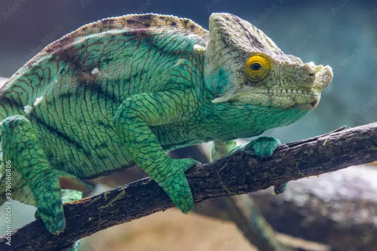 The Magnificent Parsons Chameleon: Madagascar’s Gentle Giant