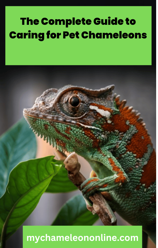The Complete Guide to Caring for Pet Chameleons