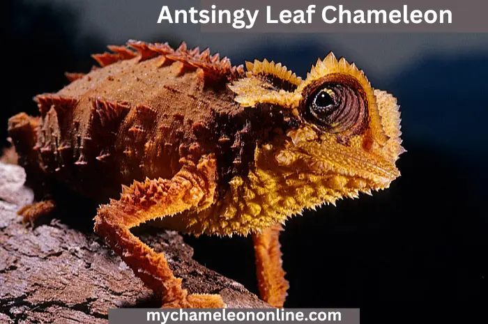 Antsingy Leaf Chameleon