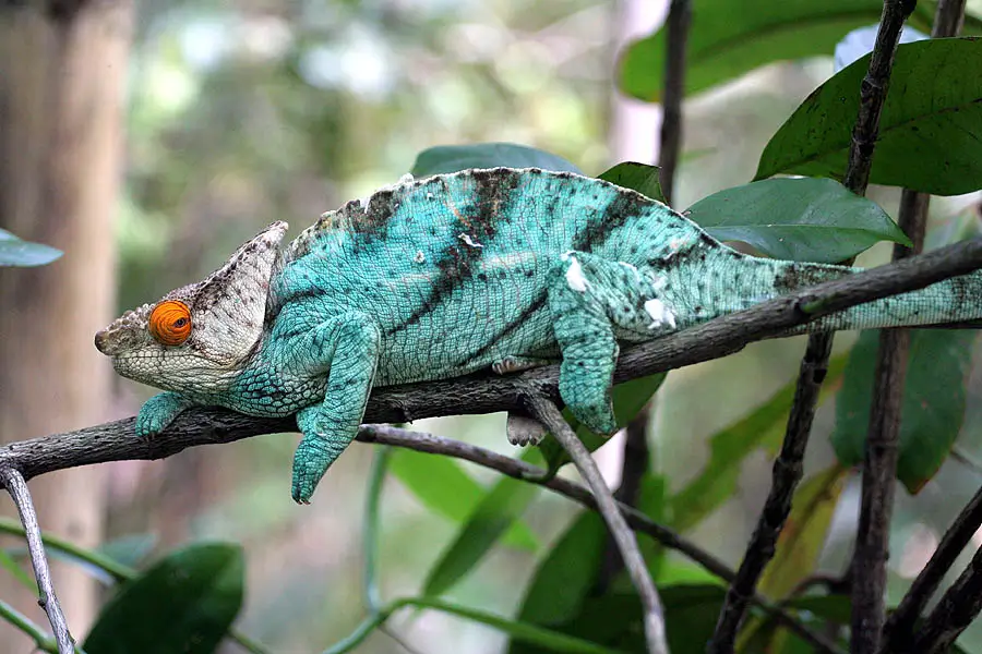 FAT PARSONS CHAMELEON
