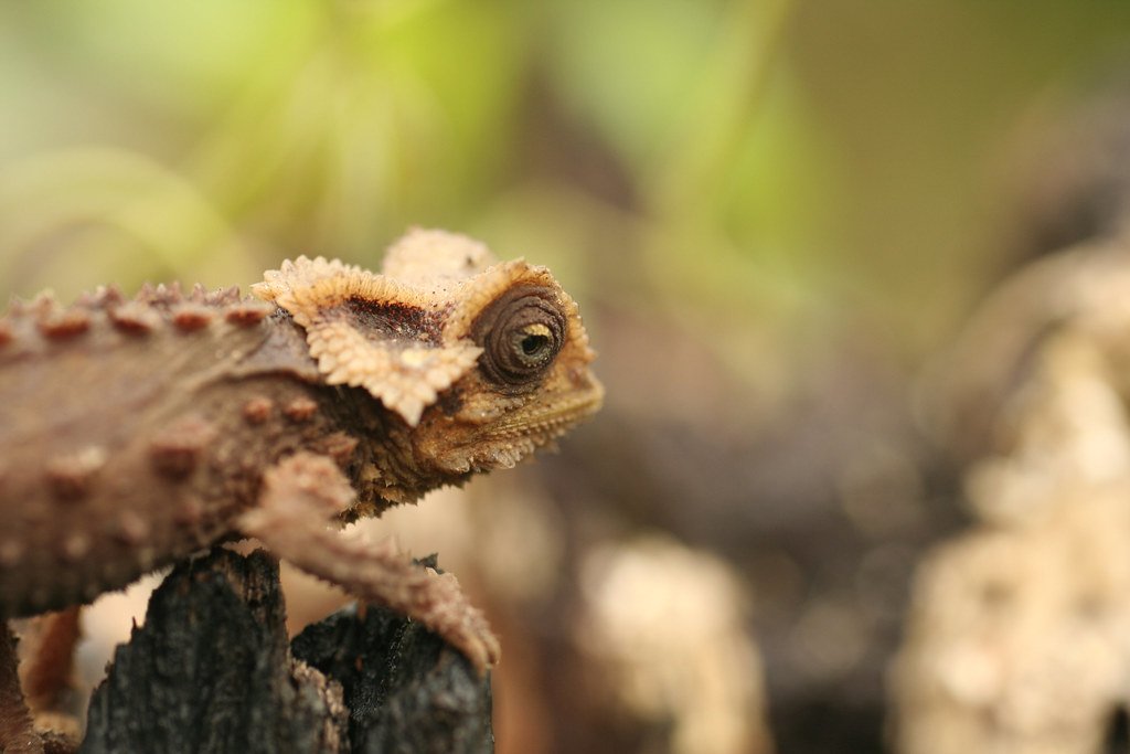 The Antsingy Leaf Chameleon's IUCN Conservation Status