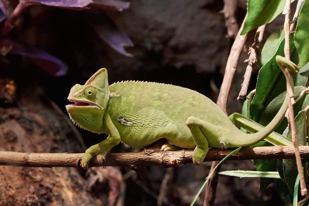 Veiled-chameleon-Chamaeleo-calyptratus