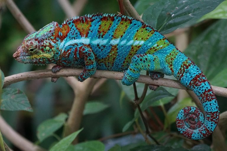 Understanding Chameleons: Colorful Masters of Adaptation and Survival