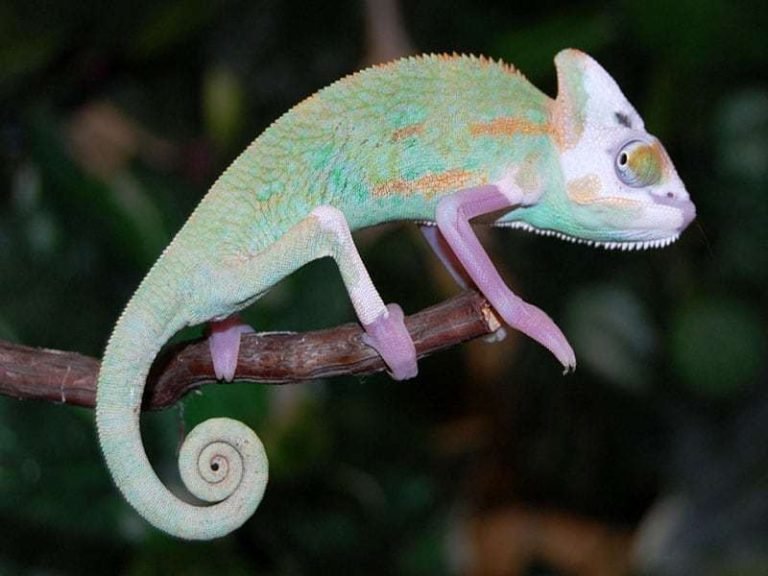 The Unique Piebald Chameleon: An Intriguing Pet Reptile