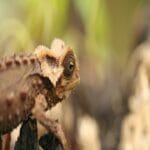 Brookesia perarmata – The Antsingy Leaf or Armoured Chameleon : Perfect Guide Brookesia perarmata