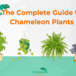 The Complete Guide to Chameleon Plants: Essential for a Thriving Habitat 6