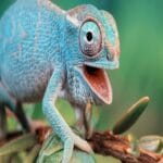 How do Chameleons eyes work : Perfect Guide Chameleons eyes work