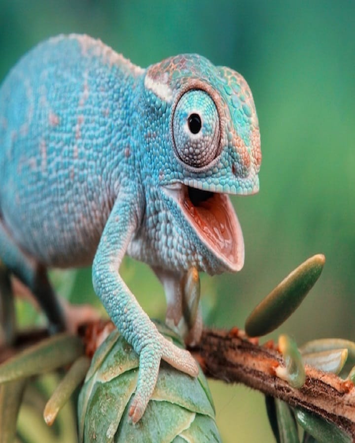 Chameleons eyes work