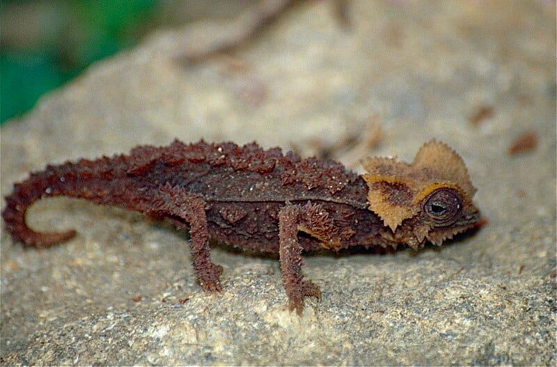Brookesia perarmata