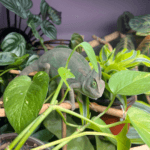 Chameleon Safe Plant List: A-Z Guide for a Healthy Habitat image