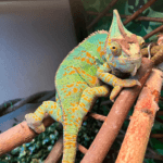 Chameleons Feeding Guide: What & How to Feed Your Pet? image