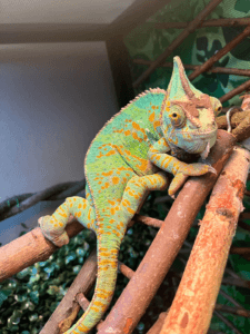 Image showcasing Chameleons Feeding Guide: What & How to Feed Your Pet? - My Chameleon ...