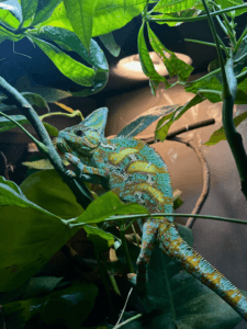 Chameleons Feeding Guide: What & How to Feed Your Pet? - My Chameleon ... - Feeding Schedule For Pet Pet Chameleons
