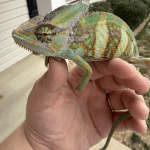 What Are Pet Chameleon Breeds? Complete Species Guide for First-Time Owners image