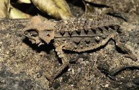Brookesia perarmata