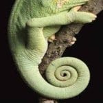 Chameleon Tails: Unique Adaptations and Fascinating Facts images_2_720x900 (1)
