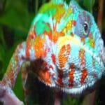 Chamaeleo Gracilis Graceful Chameleon: A Master of Adaptation Graceful Chameleon