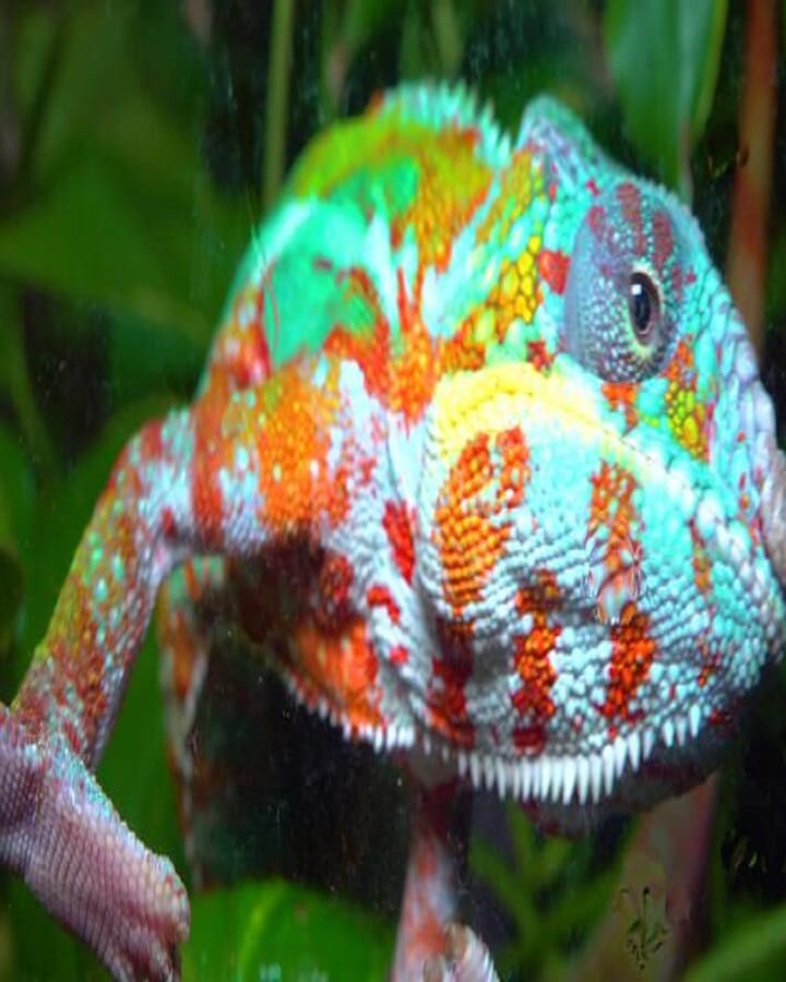 Graceful Chameleon