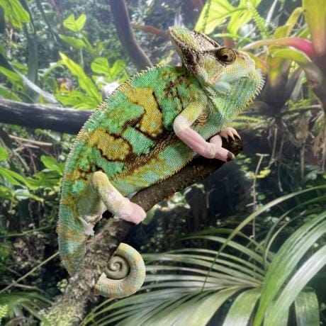 Rhinoceros Chameleon