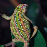 Unlocking the Beauty of the Jeweled Chameleon – Nature’s Rare Gem Jeweled Chameleon