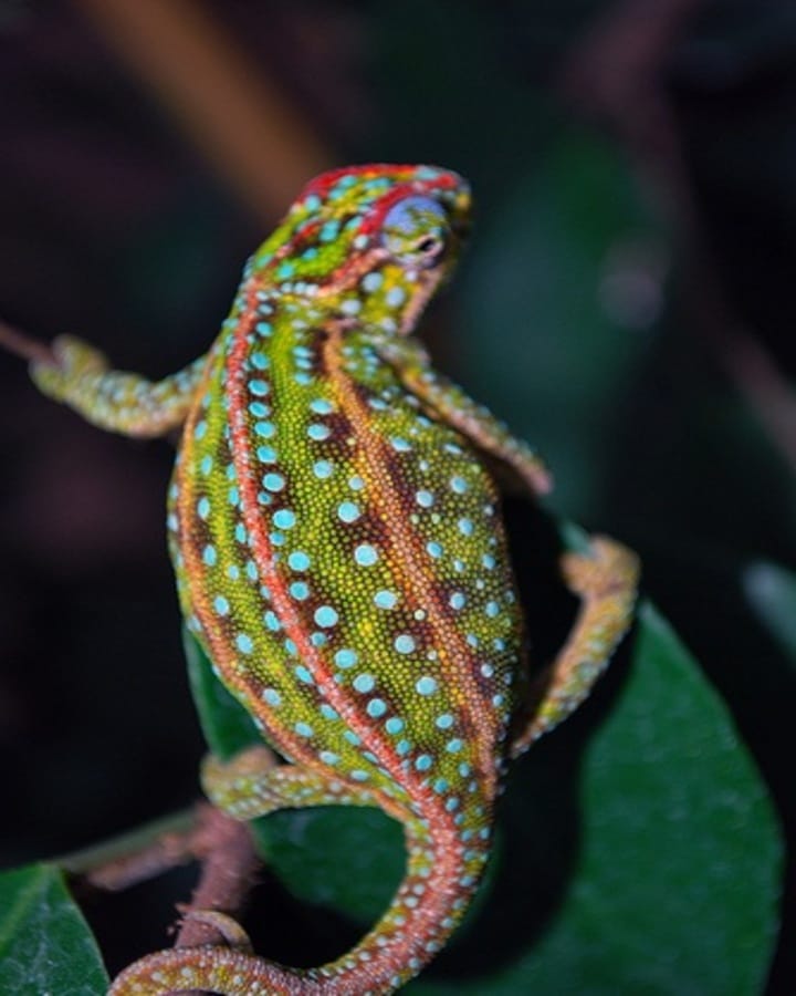 Jeweled Chameleon