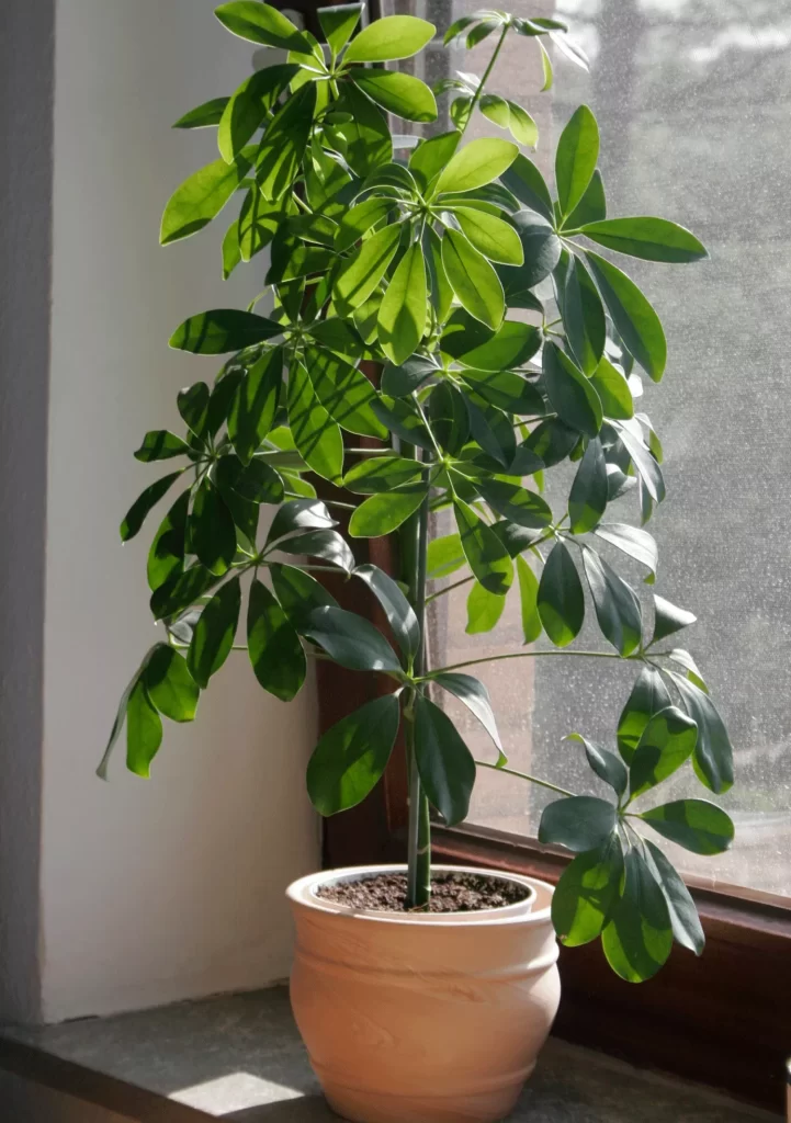 Umbrella Plant