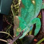 Discover the Majestic Calumma parsonii (Parson’s Chameleon): Nature’s Gentle Giant Calumma parsonii