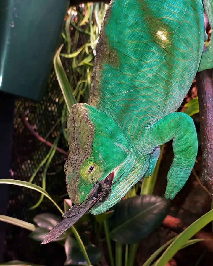 Calumma parsonii