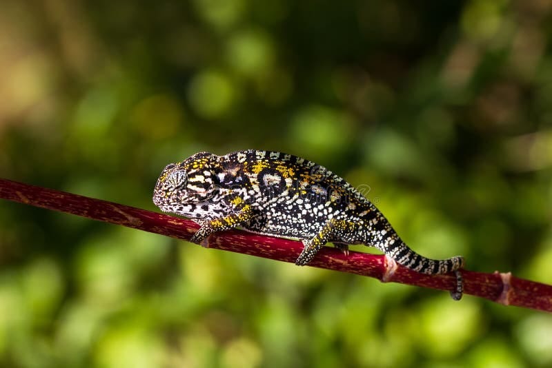Jeweled Chameleon