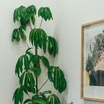 Umbrella Plant: Perfect guide Umbrella Plant