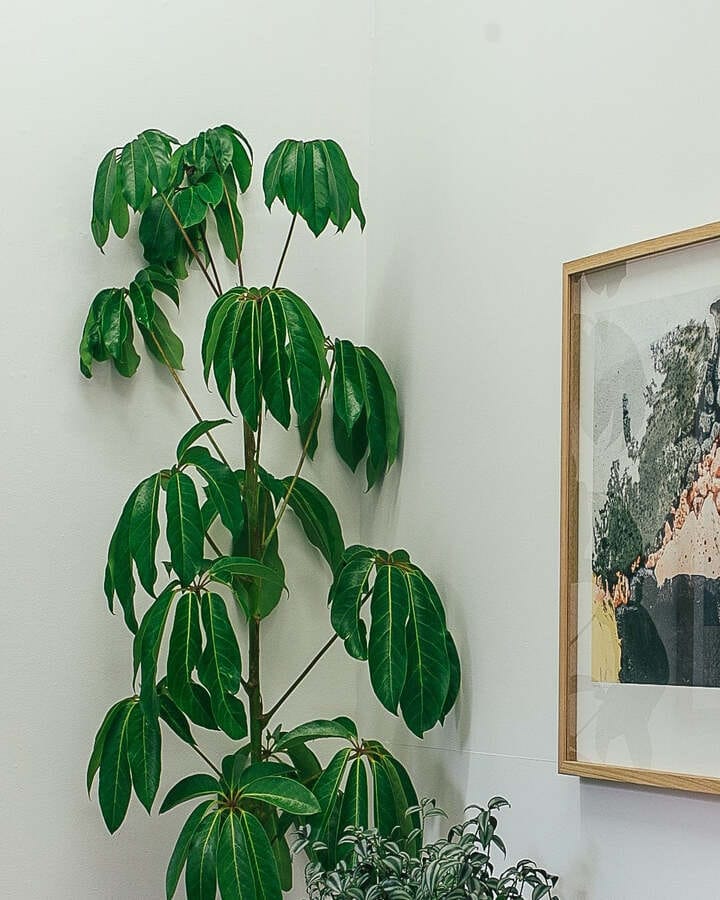 Umbrella Plant