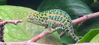 Jeweled Chameleon