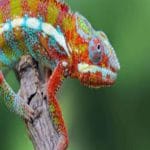 Chameleons Feet: Nature’s Gripping Marvel images_3_1_720x900