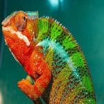 Different species of chameleons : A Colorful Dive into Nature’s Masters of Disguise Different species of chameleons