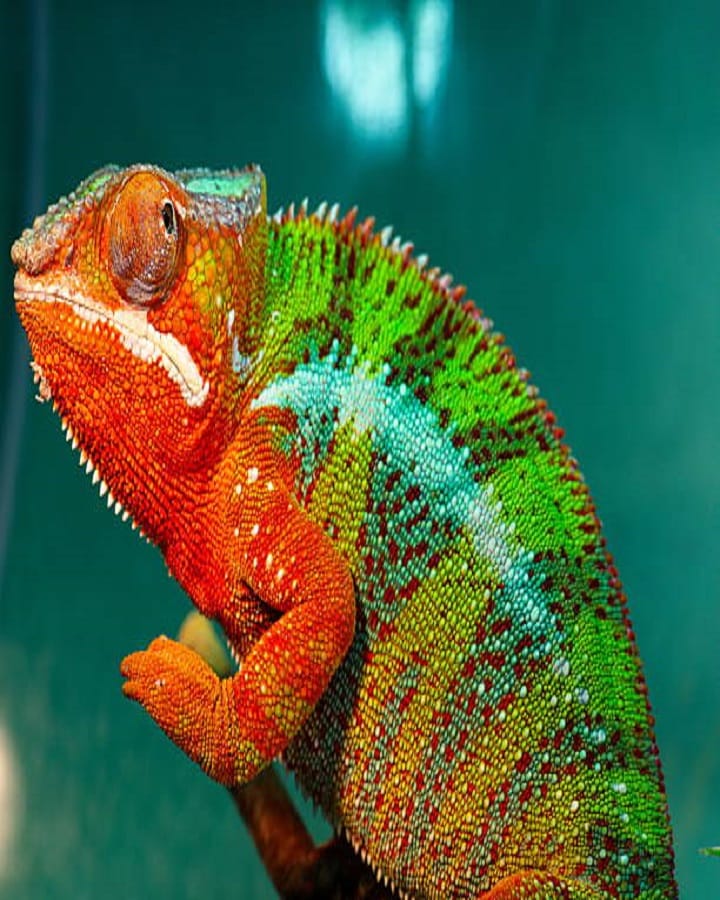 Different species of chameleons