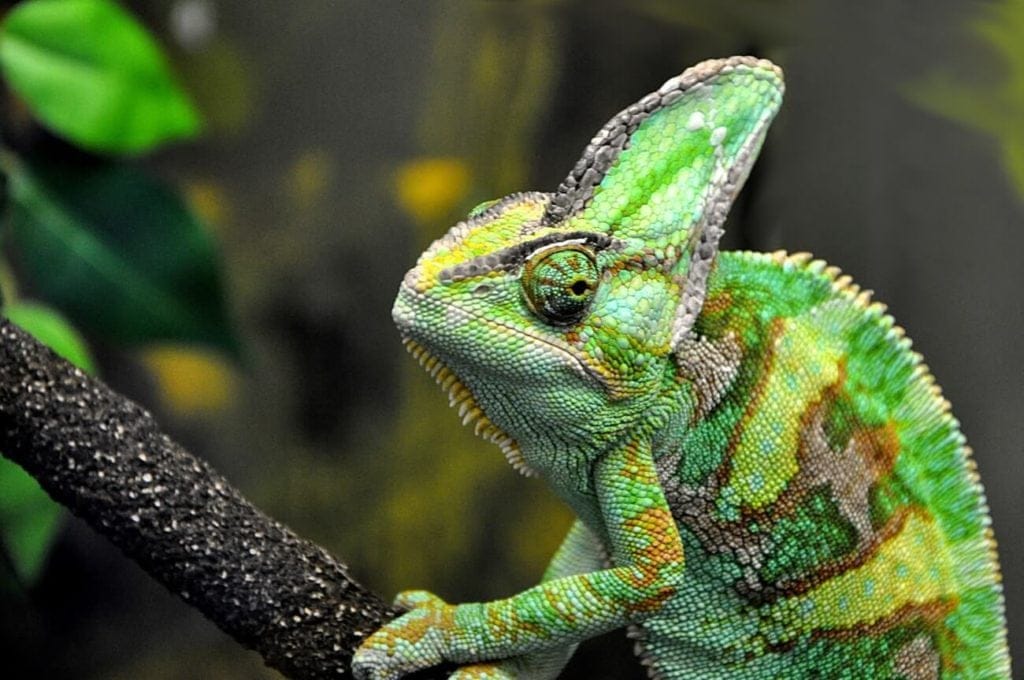 Rhinoceros Chameleon