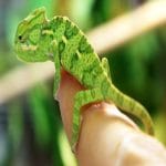 Rhinoceros Chameleon : Perfect guide Rhinoceros Chameleon