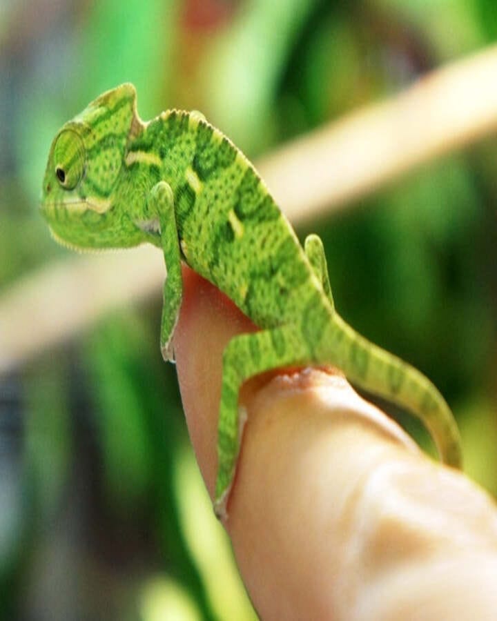 Rhinoceros Chameleon