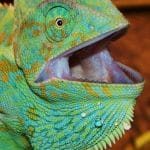 Chameleon Teeth: Perfect Guide Chameleon Teeth