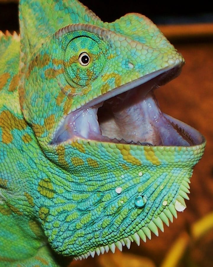 Chameleon Teeth