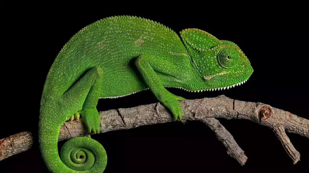 Veiled Chameleon