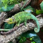 Unveiling the Secrets of the Jacksons Chameleon: A True Exotic Marvel Jacksons Chameleon