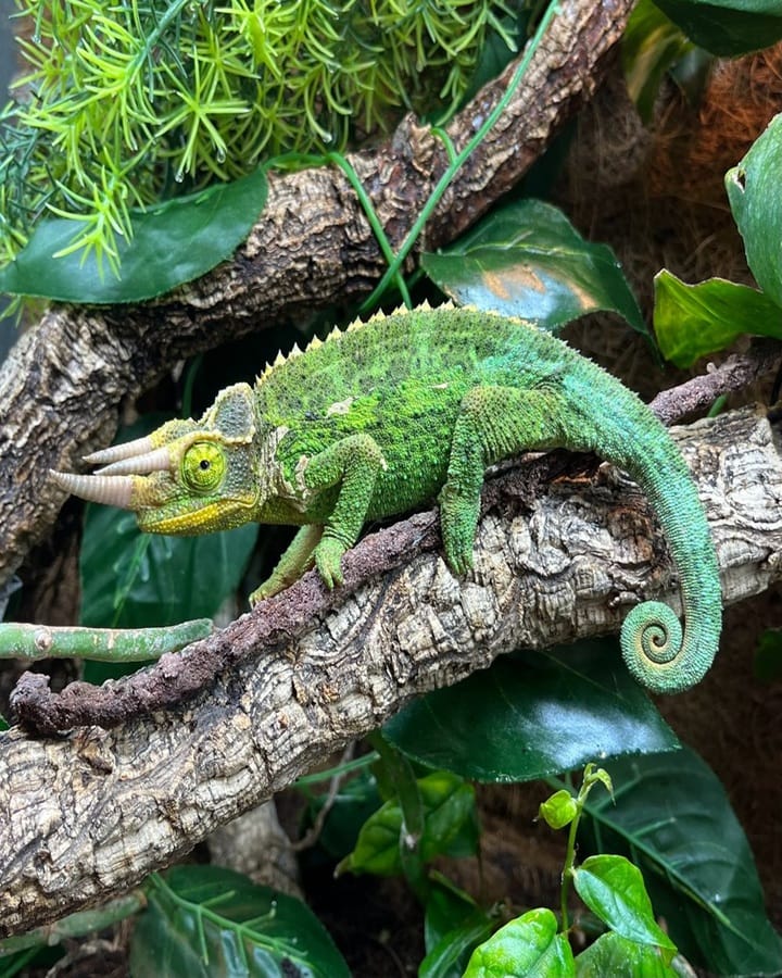 Jacksons Chameleon