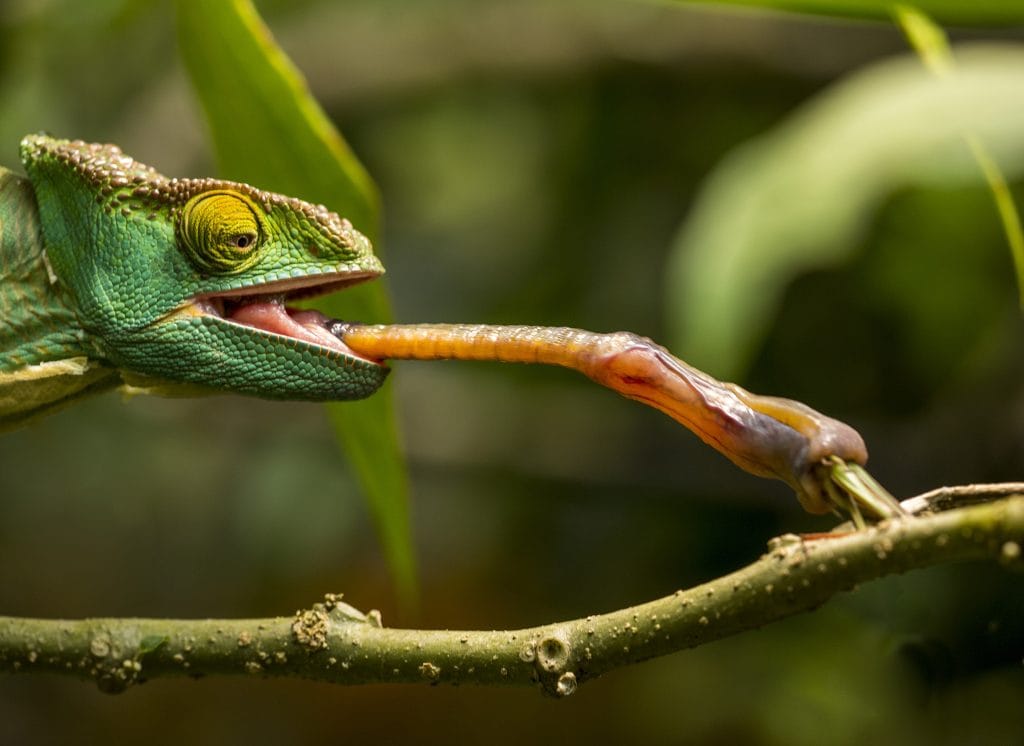 Chameleons Tongue