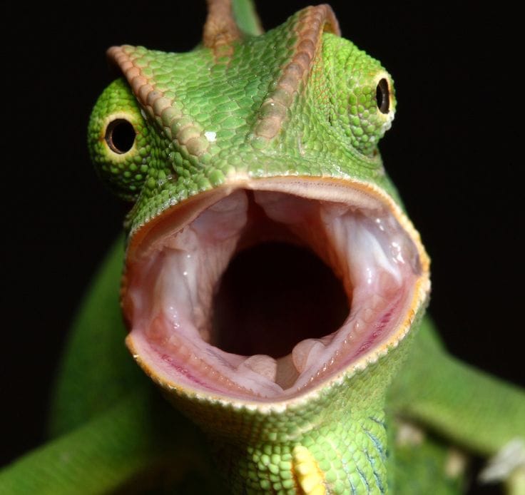 Chameleon Teeth