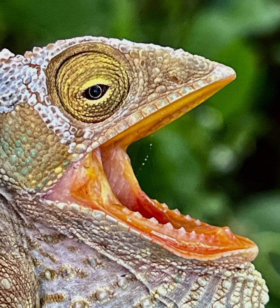 Chameleon Teeth
