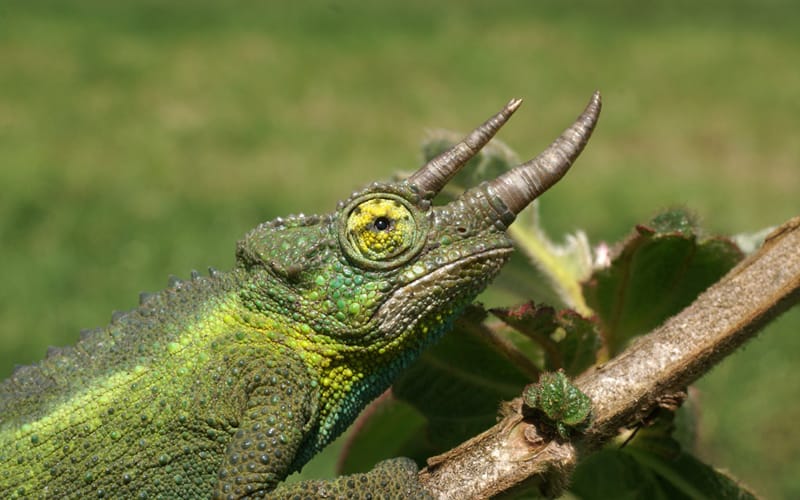 Jacksons Chameleon