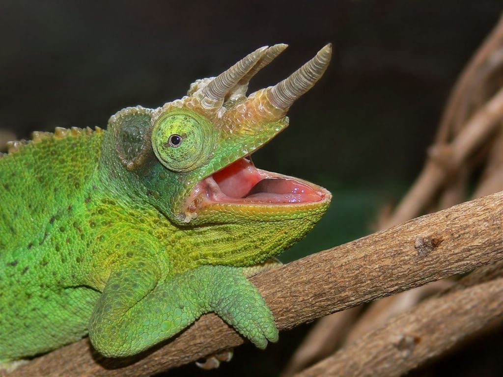 Jacksons Chameleon