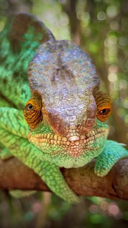 Chameleon looking lens