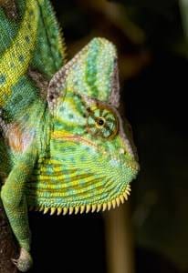 Chameleon Eyesight